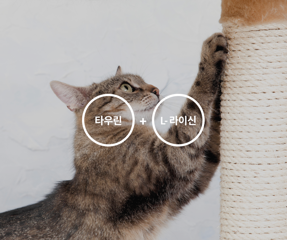 임시이미지